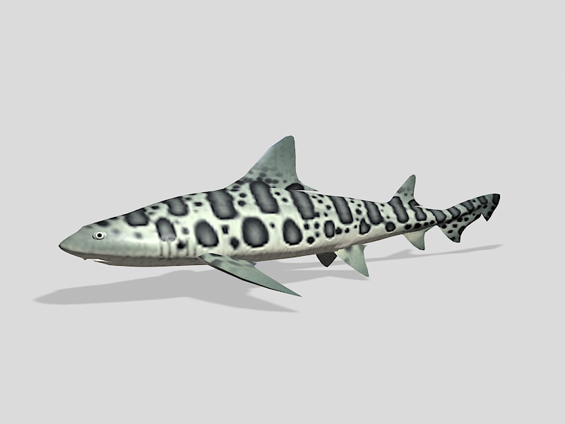 Leopard Shark 3d rendering