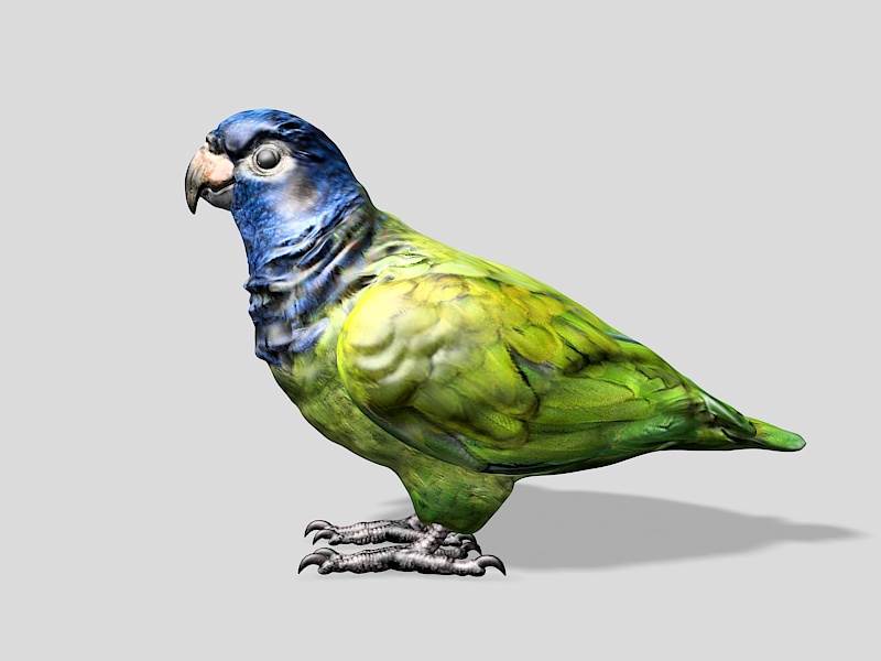 Blue-headed Parrot 3d rendering