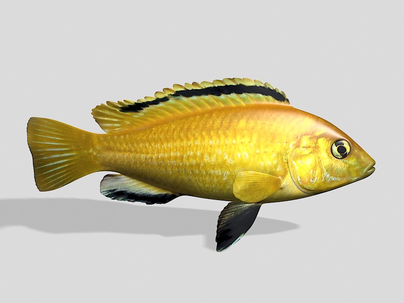 Electric Yellow Cichlid 3d rendering