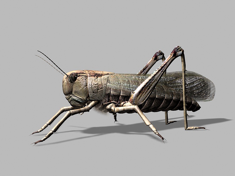 American Grasshopper 3d rendering
