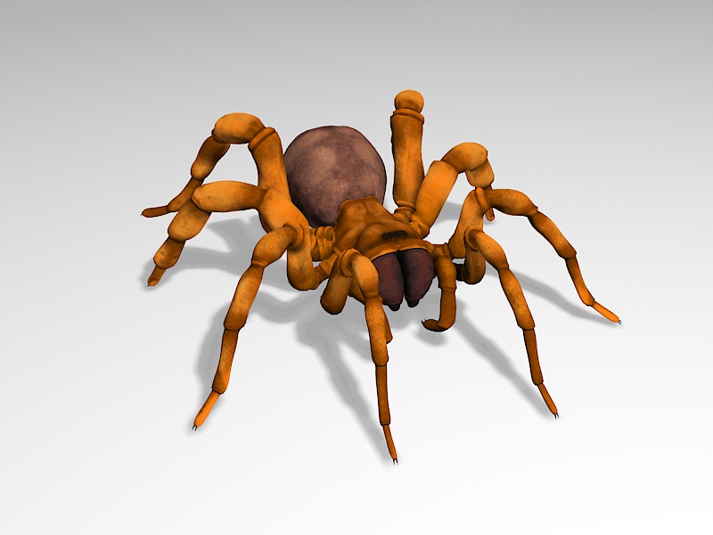 Tarantula Spider 3d rendering