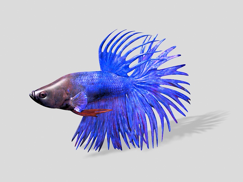 Crowntail Bettas Fish 3d rendering