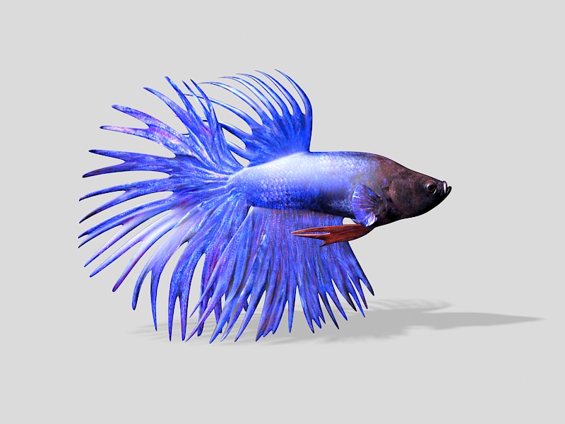 Crowntail Bettas Fish 3d rendering