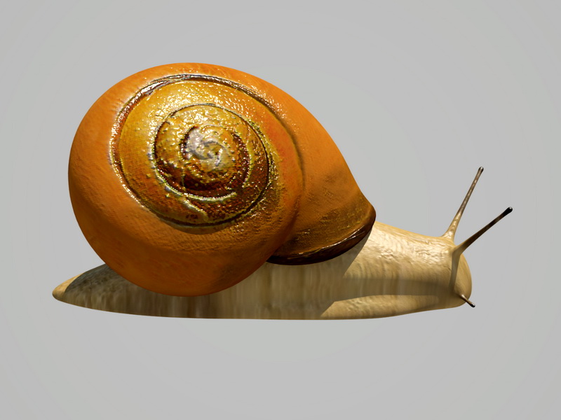 Snail Rigged 3d rendering