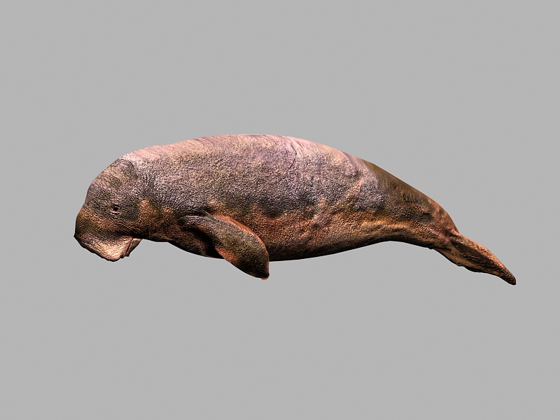 Dugong Animal 3d rendering