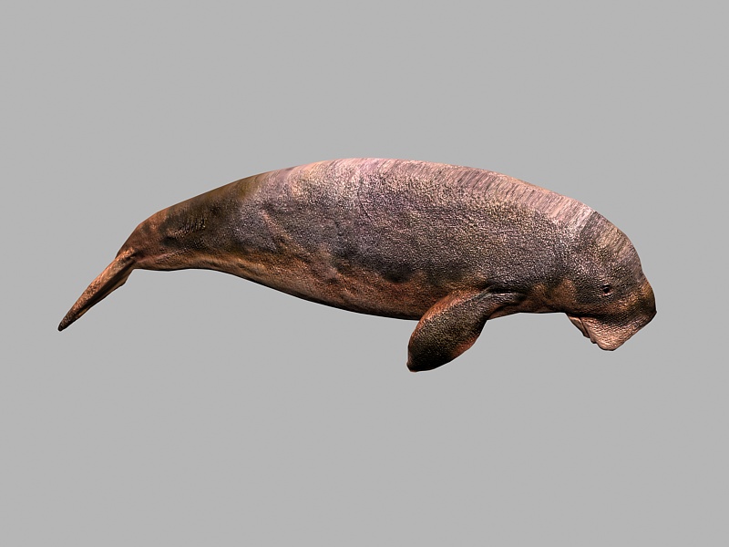 Dugong Animal 3d rendering