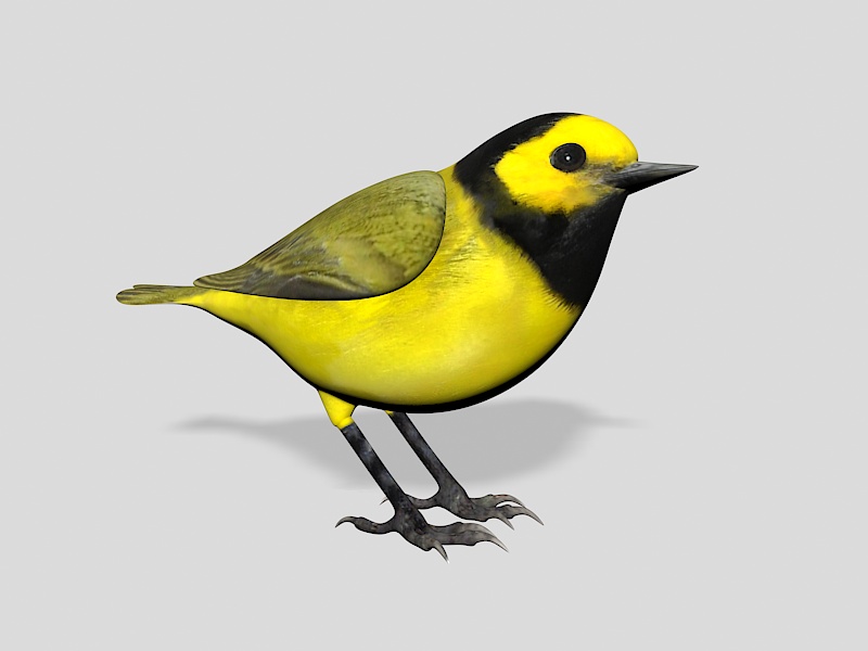 Oriole Bird 3d rendering