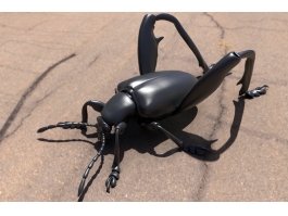 Black Shield Bug 3d preview