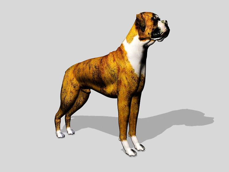 Brindle Boxer Dog 3d rendering