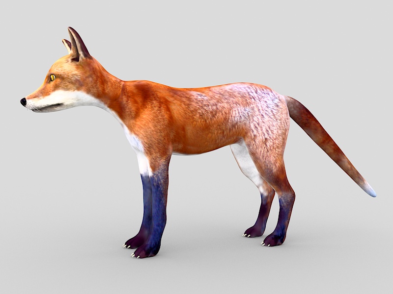 Red Fox 3d rendering