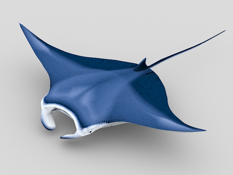 Manta Ray 3d rendering