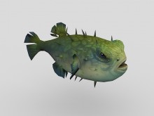 Tetraodontidae Pufferfish 3d model download